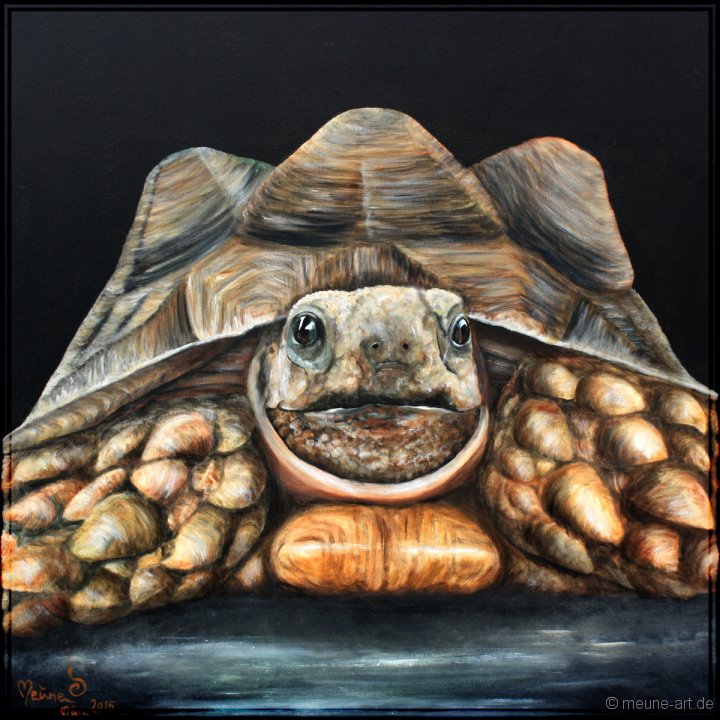 Spornschildkroete Acryl auf Leinwand;
80 x 80 cm